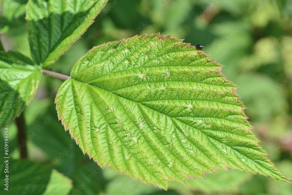 A green raspberry leaf with a black insect on it A green raspberry leaf with a black insect on it
