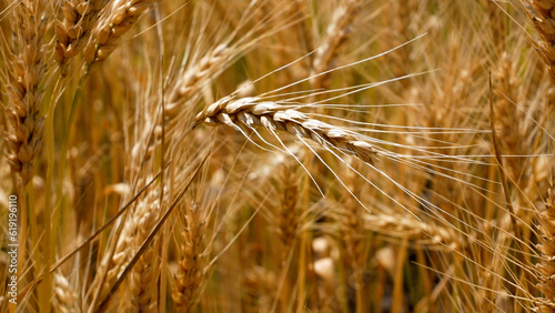 A ripe golden ear of wheat in a field of ripe wheat sways in the wind. Cultivation of wheat, cereals. Harvesting of grain crops. Food security in the world