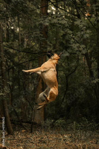 Light brown dog jumping in the air © Adam Rhodes