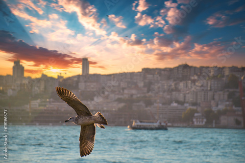 A seagull flying in the Bosphorus. Seagull flying over the sea. © serhatbozkurt