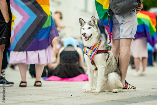 Beautiful dog with rainbow scarf participating in Vilnius Pride 2023 parade, that took place in Vilnius Old Town. Event celebrating lesbian, gay, bisexual, LGBTI culture pride.