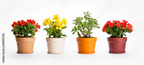 Colourful flower pots on a white background