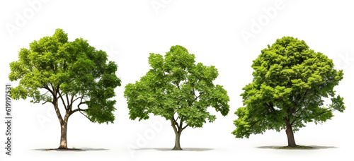 Bright green trees against a plain white background 
