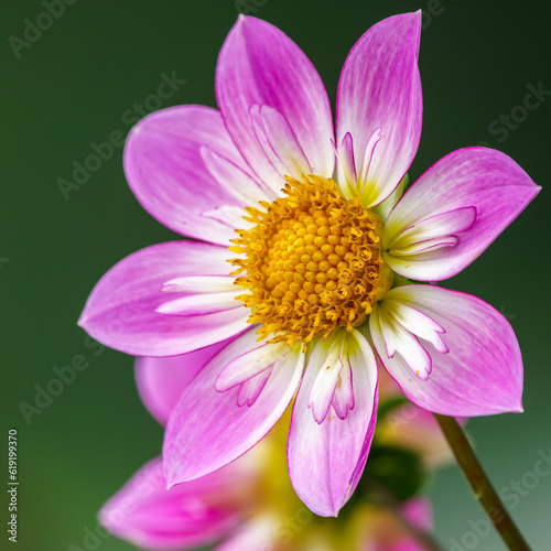 Pink Collarette Dahlia