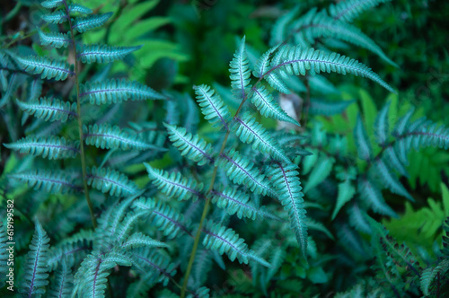 Close up of beautiful growing ferns in the forest © Tetiana
