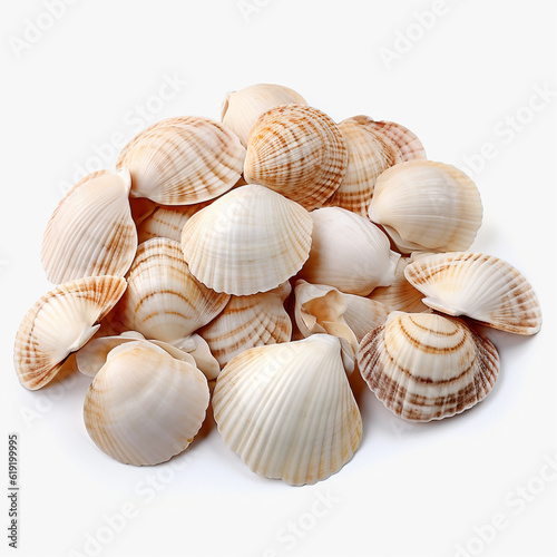 A bunch of seashells on a white background