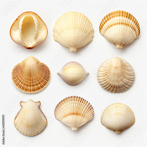 Nine isolated of seashells on a white background