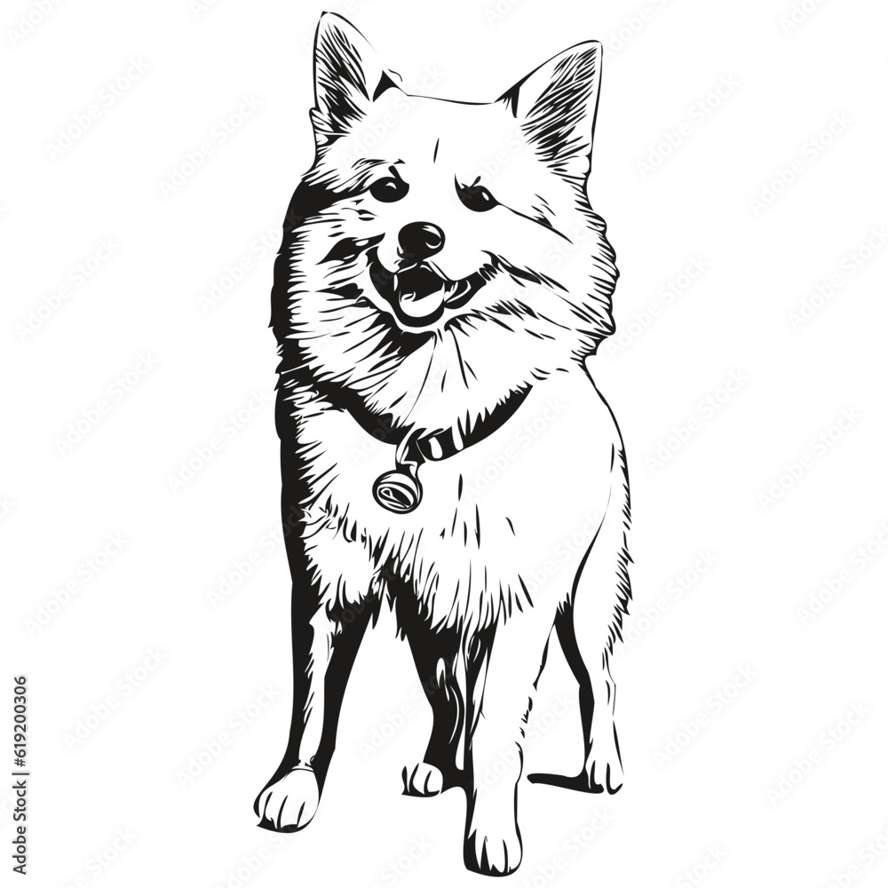 American Eskimo dog vector graphics, hand drawn pencil animal line illustration realistic breed pet