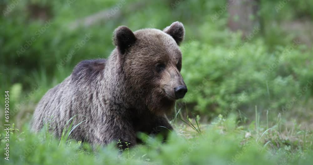 4k video. A brown bear male searching food at the edge of the meadow surrounded by mountain forest finland 4k video. A brown bear male searching food at the edge of the meadow surrounded by mountain forest finland