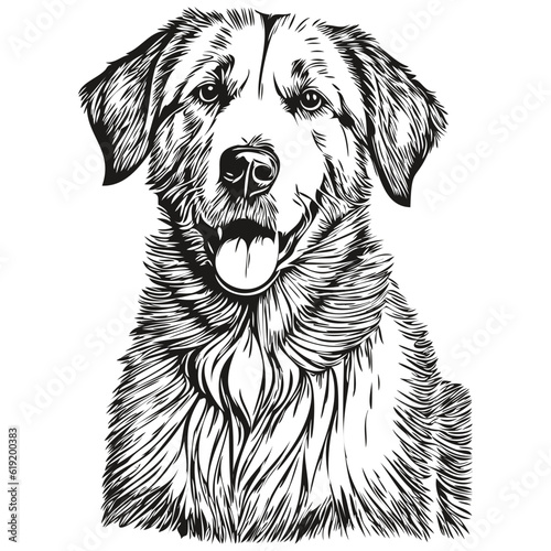 Anatolian Shepherd dog vector face drawing portrait, sketch vintage style transparent background
