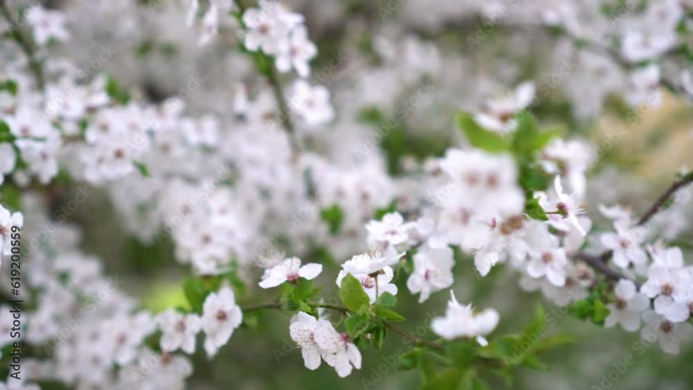 Close-up brunch of cherry blossom. Flower background. White cherry flowering tree in garden Close-up brunch of cherry blossom. Flower background. White cherry flowering tree in garden