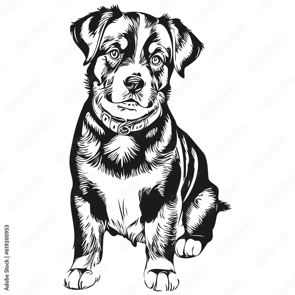 Entlebucher Mountain dog vector graphics, hand drawn pencil animal line illustration