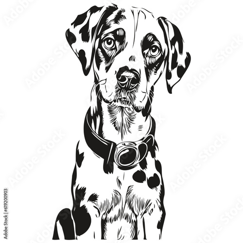 Dalmatian dog pet silhouette, animal line illustration hand drawn black and white vector realistic breed pet