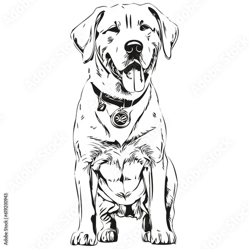 Dogo Argentino dog hand drawn logo drawing black and white line art pets illustration