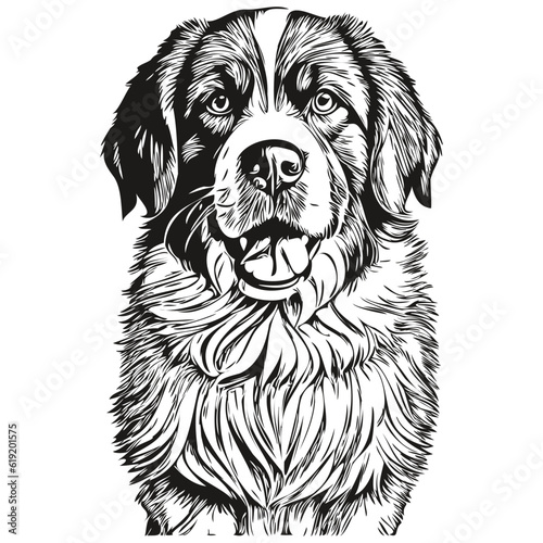 Saint Bernard dog cartoon face ink portrait, black and white sketch drawing, tshirt print realistic breed pet