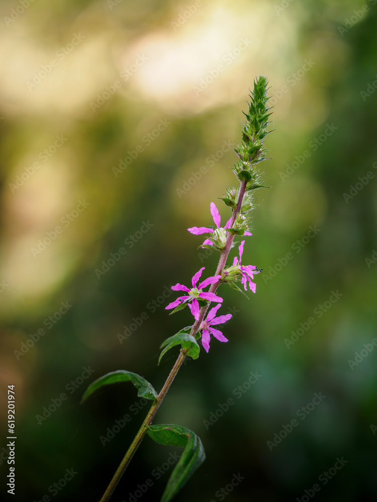 Lythrum salicaria, la arroyuelalla, llamada frailecillo Lythrum salicaria, la arroyuelalla, llamada frailecillo