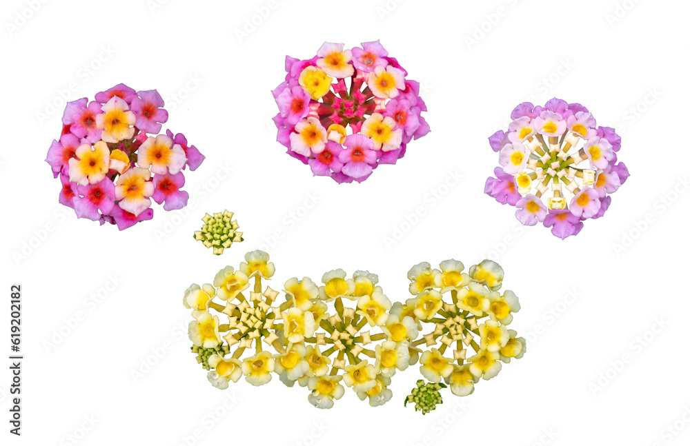 flowers and butterflies isolated on white background