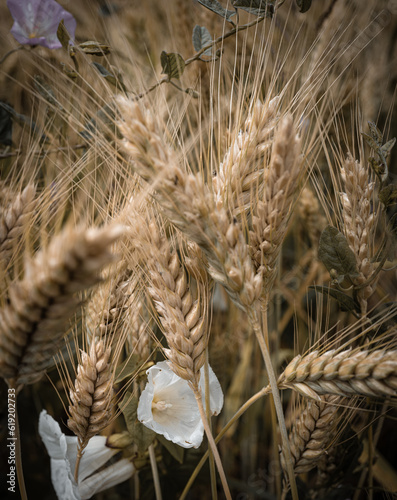 ears of wheat