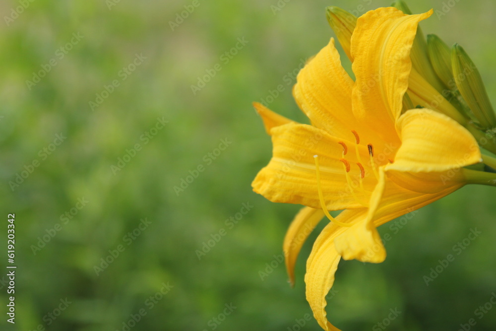 Fototapeta premium Yellow day lily on a green natural background. Space for text.