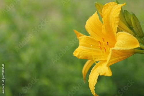 Yellow day lily on a green natural background. Space for text.