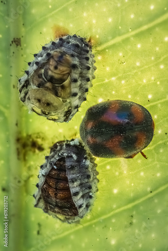 Obraz na plátne Little ladybugs molt under a leaf