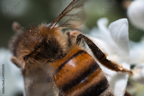 Big pollen-smeared bee on a white flower. Pollinator bee feeds on a zagara flower. Importance of bees, environmental protection and climate emergency. Honey production and animal behavior. photo