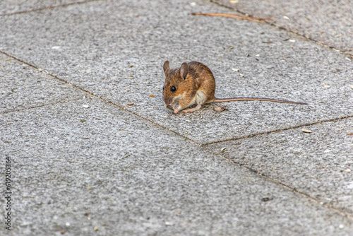 kleine braune Maus knabbert Vogelfutter auf grauen Terrassenplatten photo