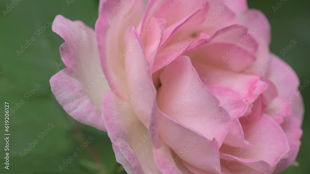 amazing pink-apricot aromatic rose blossom background. macro footage. amazing pink-apricot aromatic rose blossom background. macro footage.