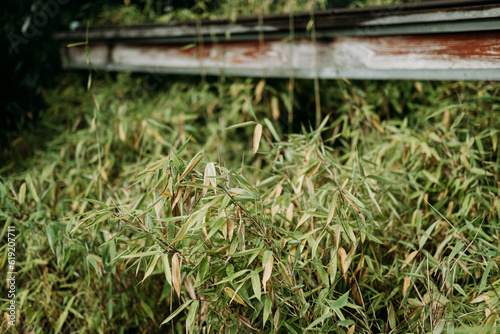 Bamboo Fargesia Rufa hedge with slightly yellow leaves