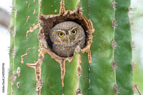 Sanford's Elf Owl (Micrathene whitneyi ssp. sanfordi) nesting in a cactus