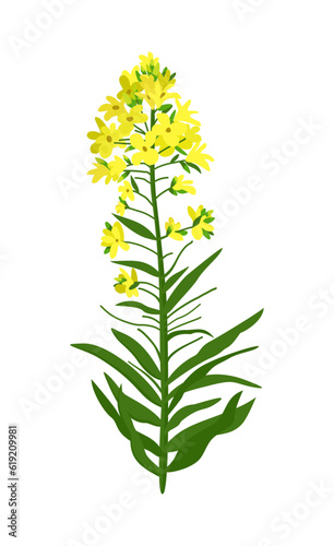 Canola flowers. Floral design. Rapeseed sprig. Rape plant with colza or mustard buds. Vector isolated illustration of yellow flowers. photo