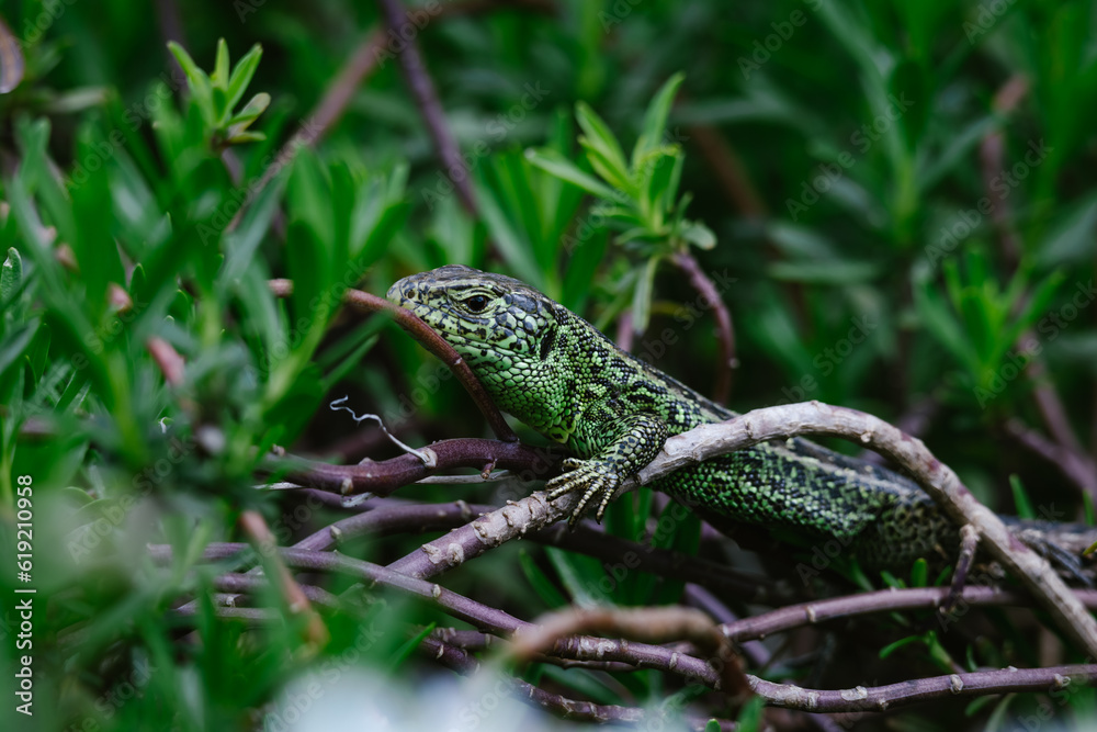 Obraz premium Lizard sitting on a plant