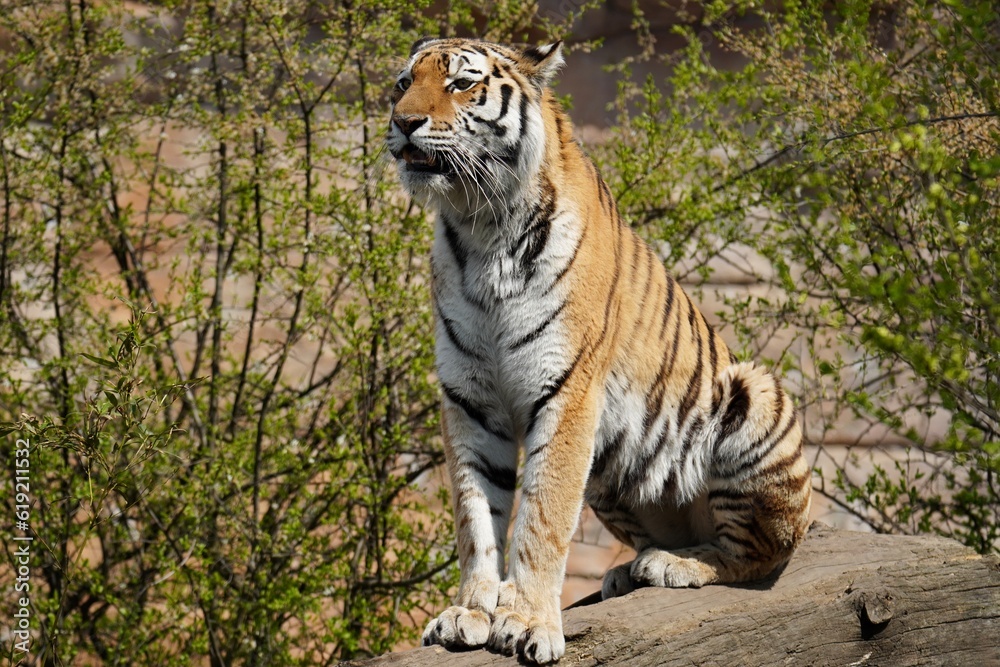 Obraz premium tiger in the zoo