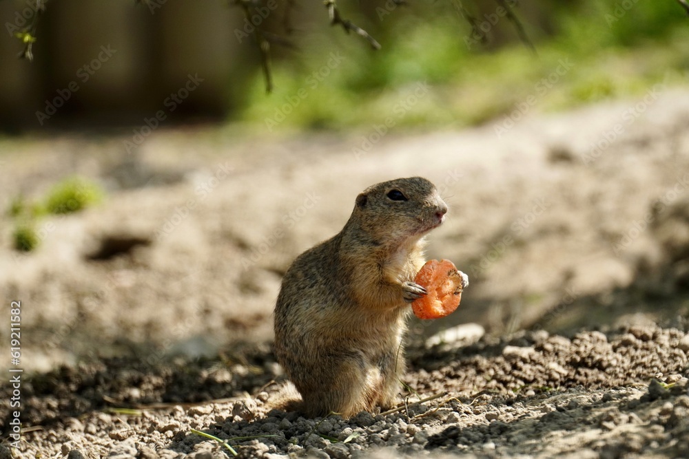 prairie dog eating prairie dog eating