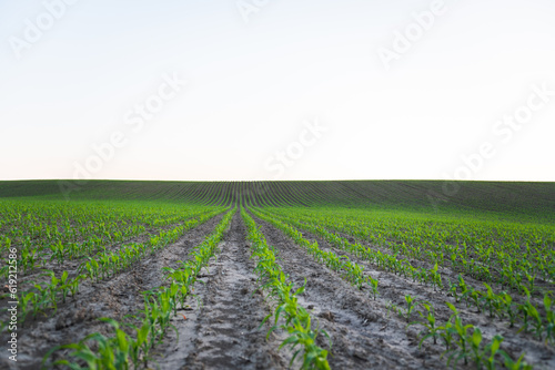 Maize corn seedling in the agricultural plantation in the evening. Young green cereal plant growing in the cornfield. Spring landscape with a panorama of a field.