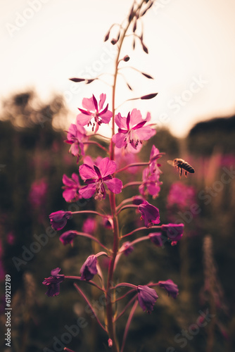 Eine Biene an einer lila Blume