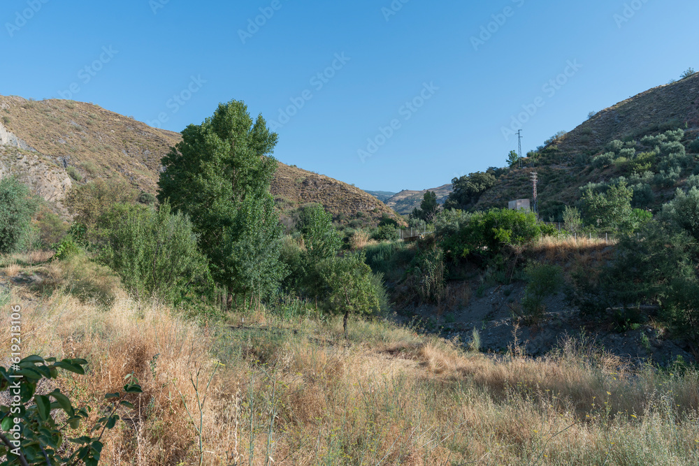 trees and vegetation in the mountains south of Granada