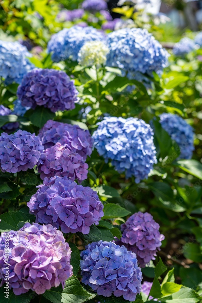 Purple and blue Japanese hydrangea flowers blooming in a serene garden Purple and blue Japanese hydrangea flowers blooming in a serene garden