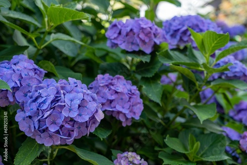 Purple Japanese hydrangea flowers blooming in a serene garden