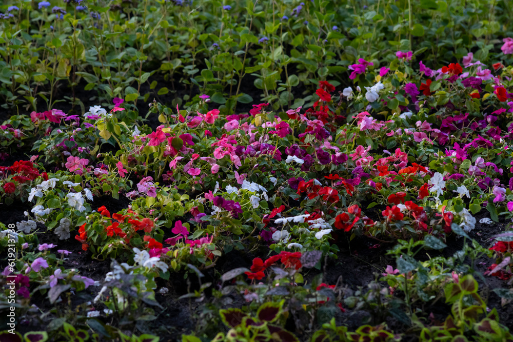 Flower bed. Lots of different colors