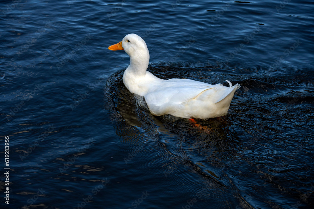 Domestic White Duck, Sydney, Australia
