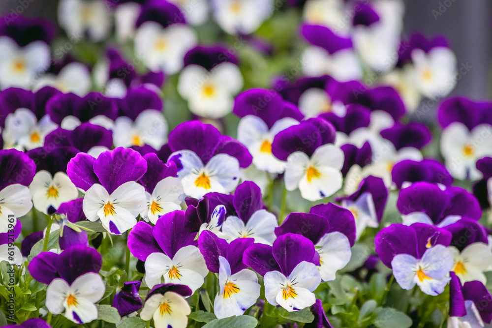 purple violet flowers purple violet flowers