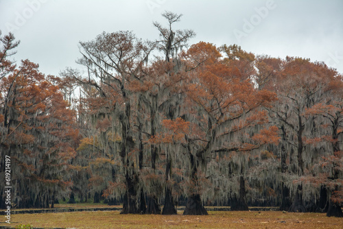 View of Caddo Lake in Texas infected with salvinia molesta, commonly known as giant salvinia, or as kariba weed aquatic fern, USA photo