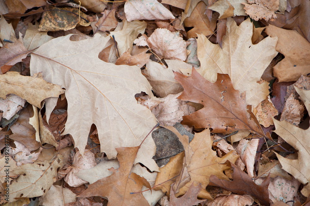 dry leaves. Dry fallen brown oak leaves in autumn Park. autumn background with dry oak leaves, top view, close-up. autumn season, bright leaves, nature in the forest. natural background dry leaves. Dry fallen brown oak leaves in autumn Park. autumn background with dry oak leaves, top view, close-up. autumn season, bright leaves, nature in the forest. natural background