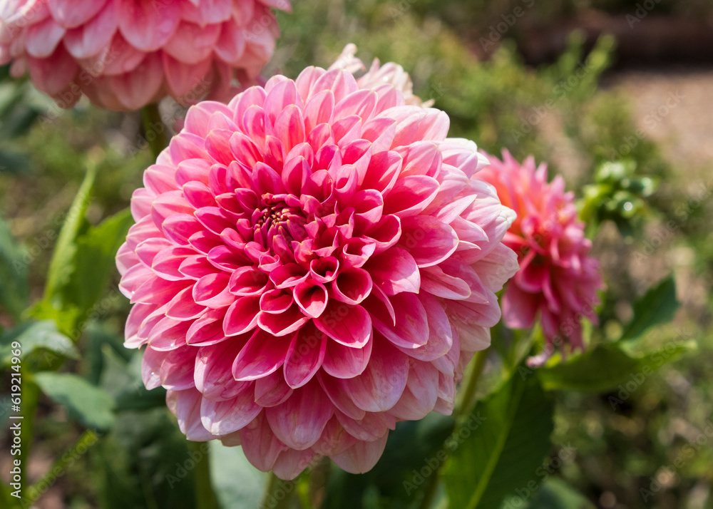 Fototapeta premium Pink Dahlias