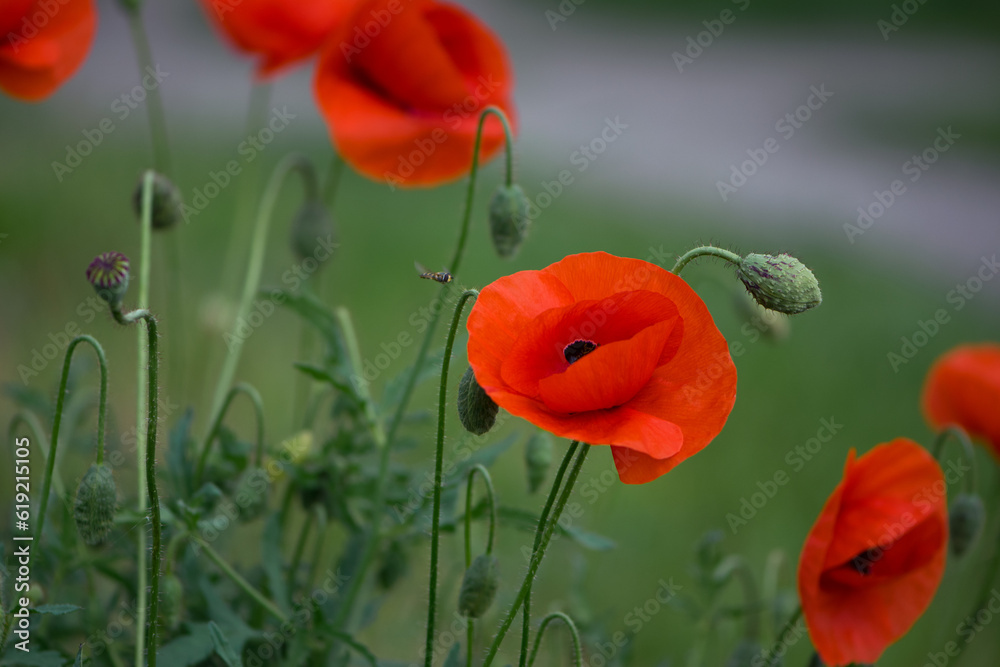 Obraz premium red poppy flowers on a green background. large beautiful blooming poppies in the green grass in the rays of a summer sunset. poppies in the field close-up, bokeh, blurred background