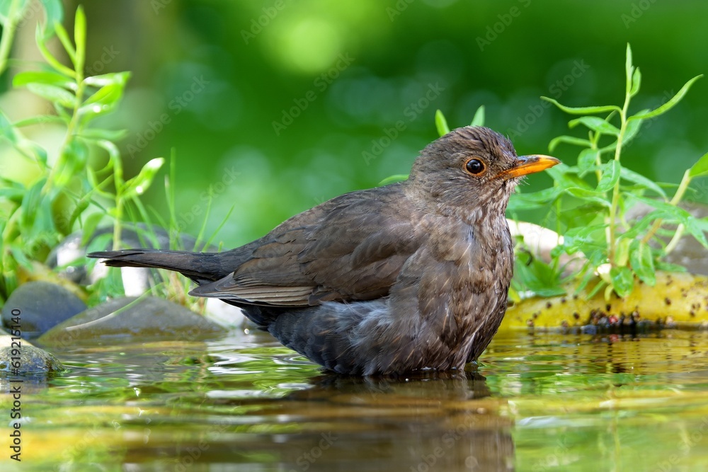 Blackbird, female in the water of a bird watering hole. Reflection on the water. Czechia. Blackbird, female in the water of a bird watering hole. Reflection on the water. Czechia.