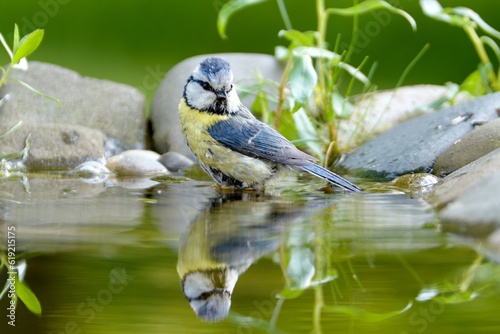 Blue tit in the water of a bird watering hole. Reflection on the water. Czechia. © Milan