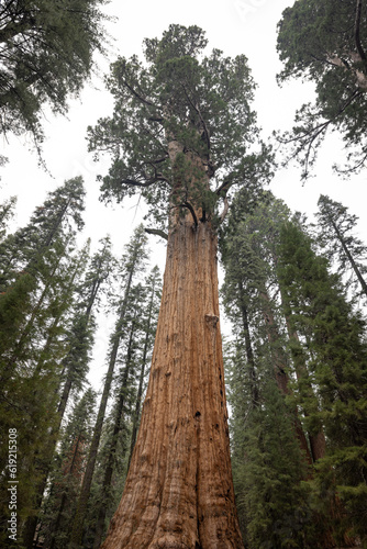 A giant sequoia in a grove of tall trees at Sequoia National Park in California, one of the world's largest trees