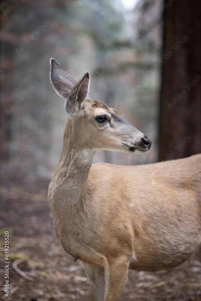 A mule deer profile in the forest at Sequoia National Park 